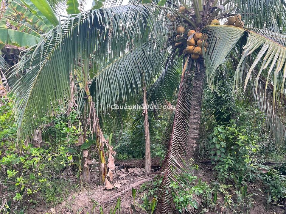 Bán 560m2 đất vườn Nhơn Thạnh, TP Bến Tre