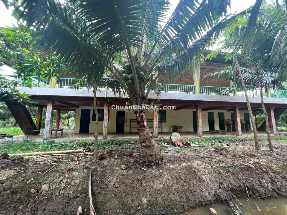 Bán 7600m2 vườn dừa xiêm đang cho trái Nhơn Thạnh, TP Bến Tre