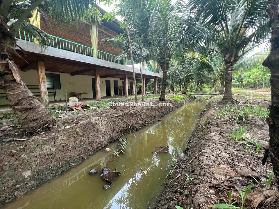 Bán 7600m2 vườn dừa xiêm đang cho trái Nhơn Thạnh, TP Bến Tre