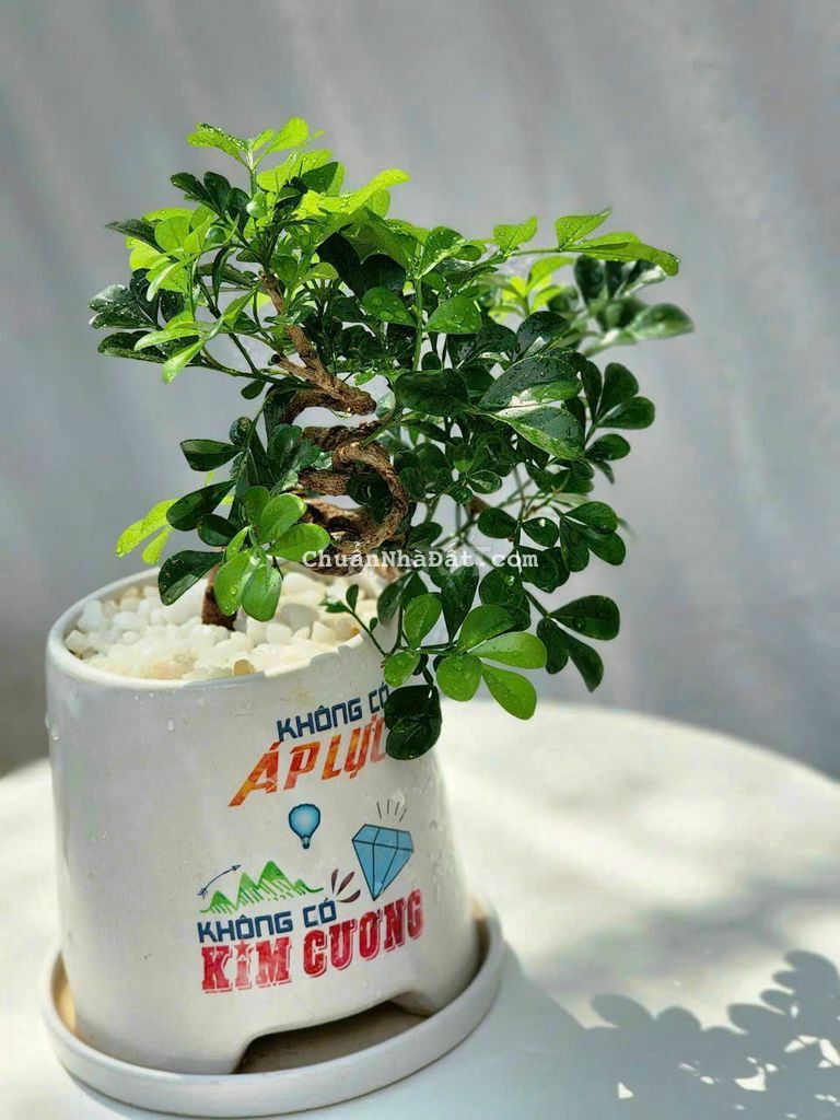 MẶT TIỀN HUỲNH TẤN PHÁT 25M X31M CÓ 300M THỔ CƯ