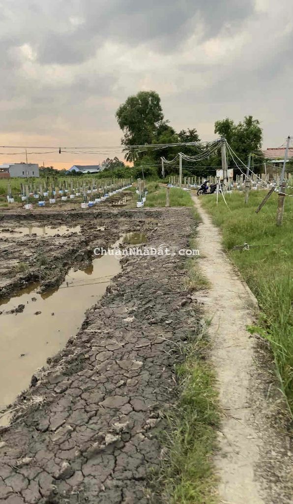 Giảm mạnh giá 1.007m2 đất lúa chỉ còn 580tr Châu Thành có bán lẻ 500m2