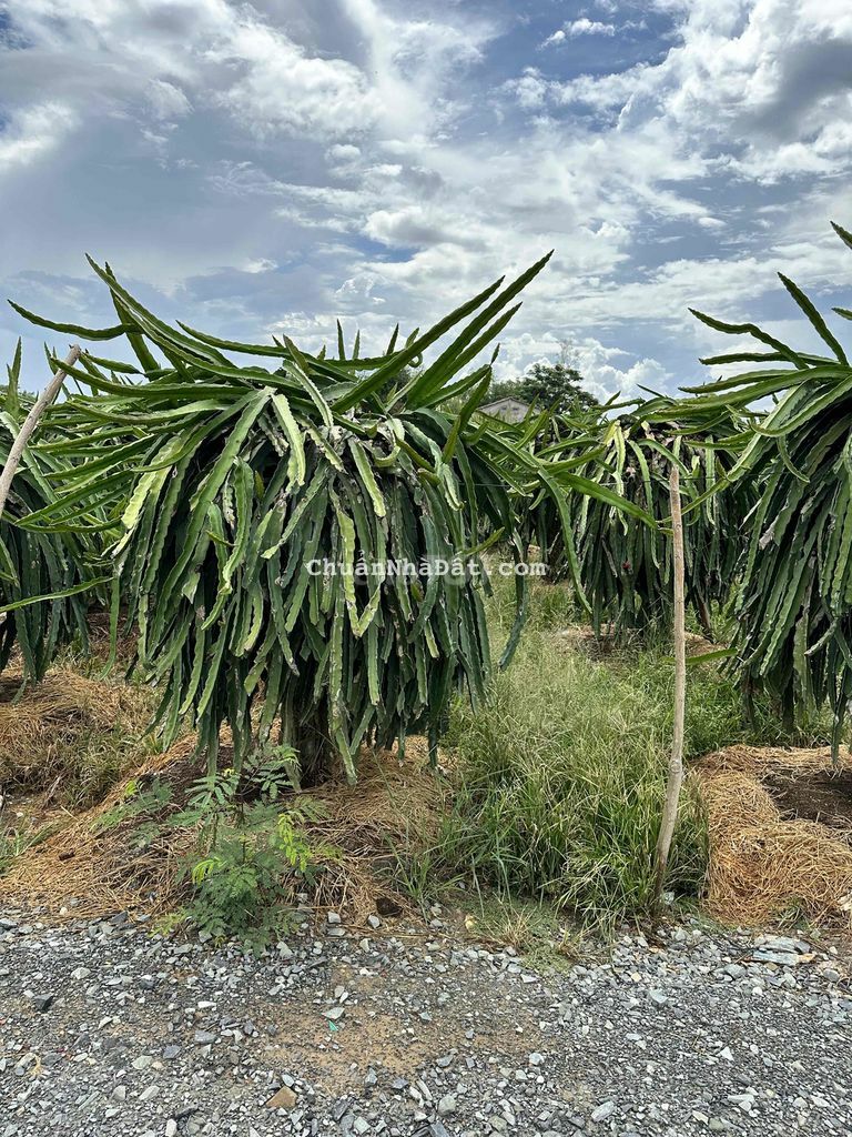 Bán đất vườn 1000m2 Dương Xuân Hội, Châu Thành, Long An