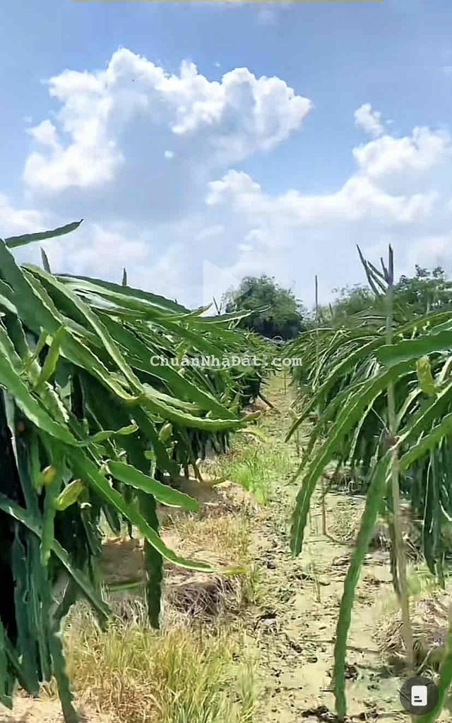 Cắt lỗ giảm mạnh chỉ 469tr gần 1000m2 đất vườn tại Châu Thành Long An