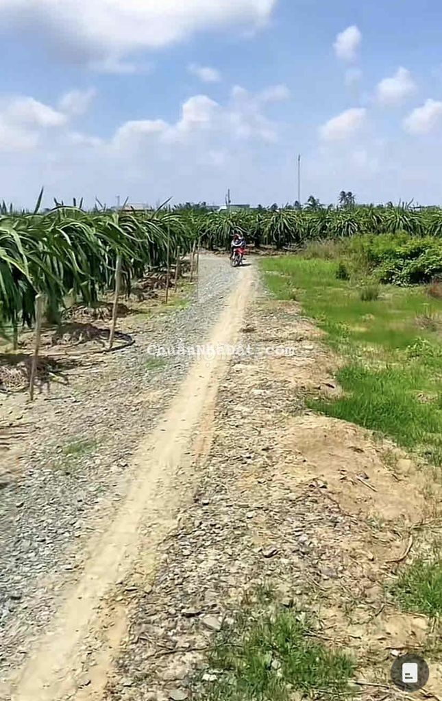 Cắt lỗ giảm mạnh chỉ 469tr gần 1000m2 đất vườn tại Châu Thành Long An