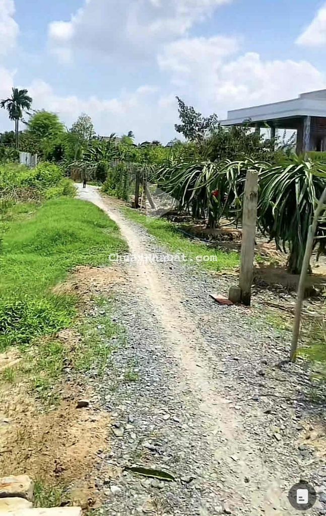 Cắt lỗ giảm mạnh chỉ 469tr gần 1000m2 đất vườn tại Châu Thành Long An