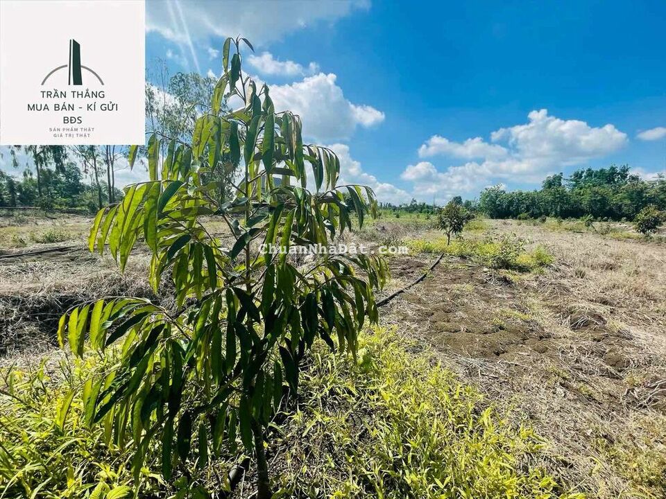 Vườn Sầu Riêng hơn 1 năm tuổi, Suối nước Lớn bao Quanh. đường nhựa. Vườn Sầu Riêng hơn 1 năm tuổi, Suối nước Lớn bao Quanh. đường nhựa.