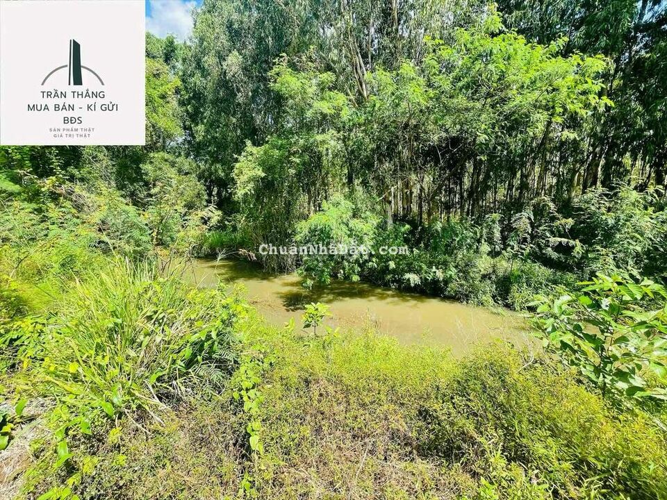 Vườn Sầu Riêng hơn 1 năm tuổi, Suối nước Lớn bao Quanh. đường nhựa. Vườn Sầu Riêng hơn 1 năm tuổi, Suối nước Lớn bao Quanh. đường nhựa.