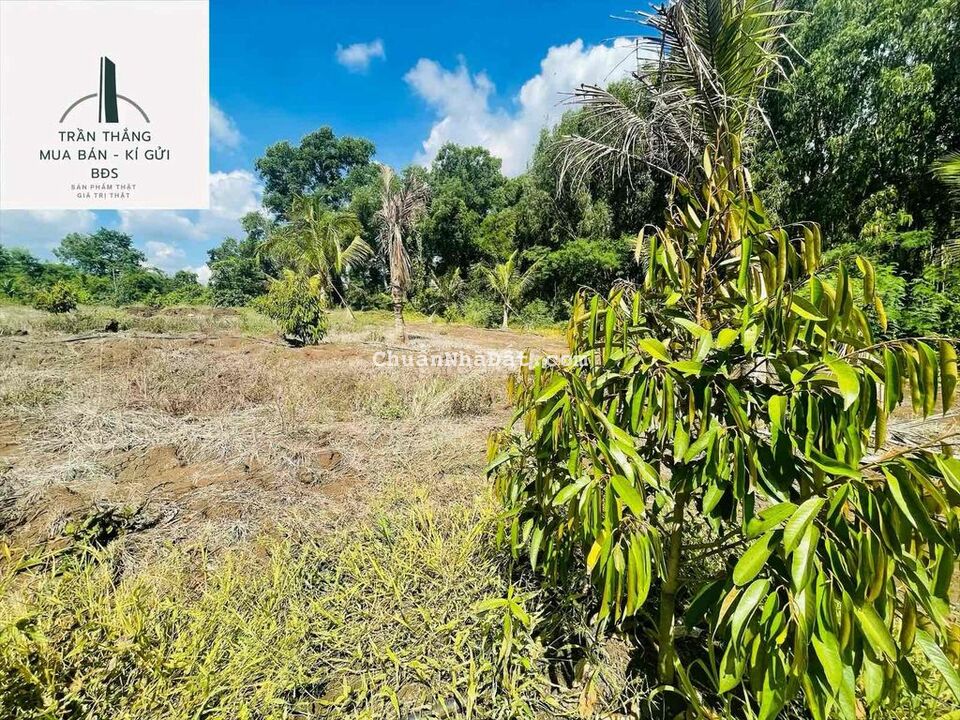 Vườn Sầu Riêng hơn 1 năm tuổi, Suối nước Lớn bao Quanh. đường nhựa. Vườn Sầu Riêng hơn 1 năm tuổi, Suối nước Lớn bao Quanh. đường nhựa.