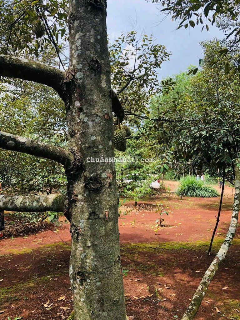 hết sức giữ vườn nên bán đất nhà có vườn sầu riêng trồng lâu rồi,