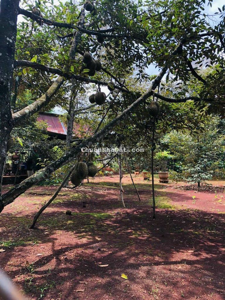 hết sức giữ vườn nên bán đất nhà có vườn sầu riêng trồng lâu rồi,