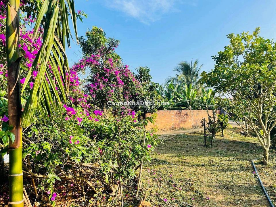 Kẹt tiền bán gấp đất vườn có sẵn cây ăn trái 1000m2 290tr