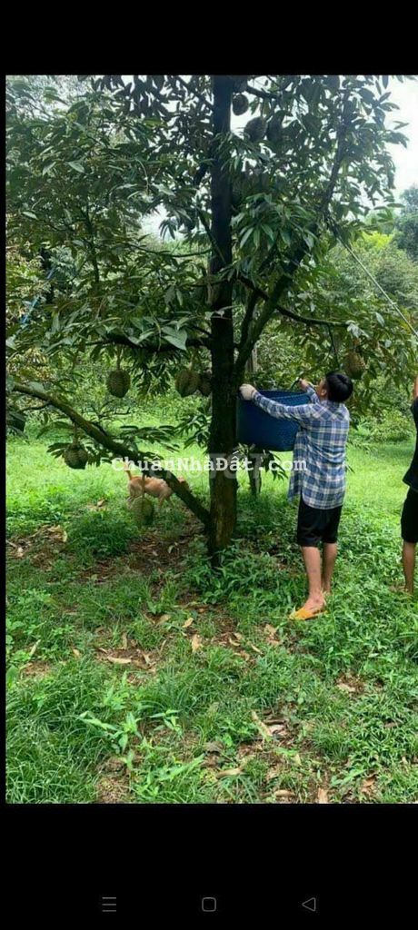 Cần bán nhanh vườn trái cây hơn 1 sào  sổ hồng riêng