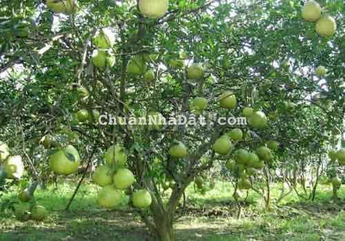 Tôi có lô đất vườn 1000m2 đang cần bán gấp