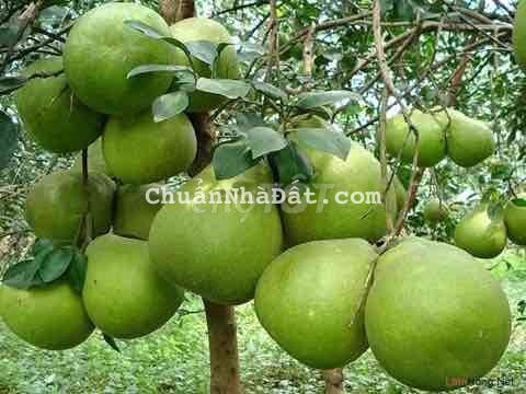 Tôi có lô đất vườn 1000m2 đang cần bán gấp