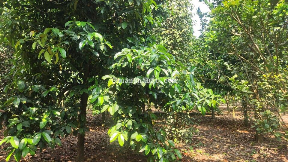 Cần bán nhanh vườn trái cây hơn 1 sào  sổ hồng riêng