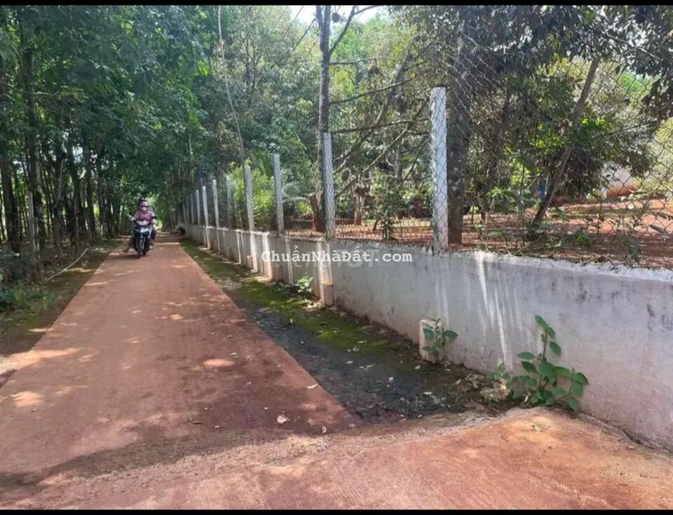 nhà kẹt tiền bán mảnh vườn gắn bó hơn chục năm, lên thổ rồi, đường 12m