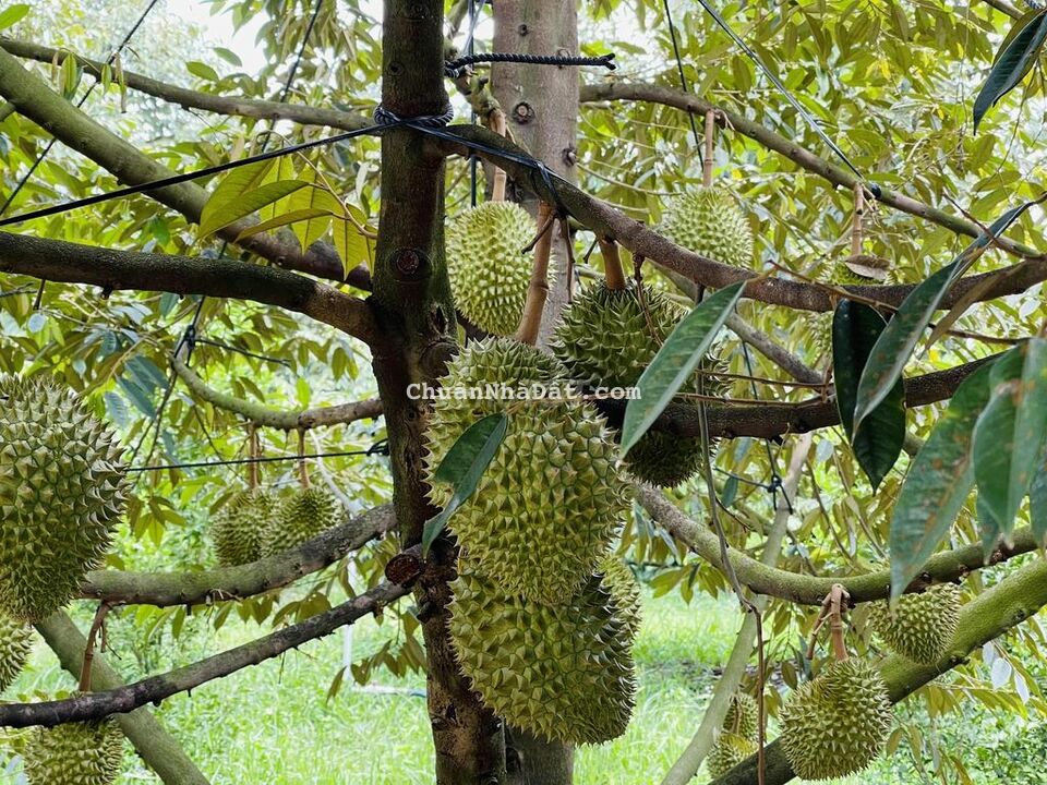 Về sống với con bán lại nhà vườn đã có cây ăn trái 1000m2 Về sống với con bán lại nhà vườn đã có cây ăn trái 1000m2