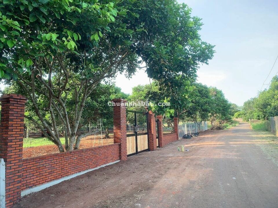 Về sống với con bán lại nhà vườn đã có cây ăn trái 1000m2 Về sống với con bán lại nhà vườn đã có cây ăn trái 1000m2