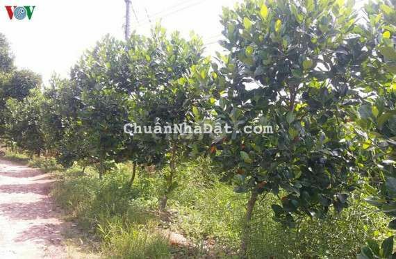 chú bảy tuổi già nên bán mảnh đất vườn, gần đường lớn, sắp đổ nhựa