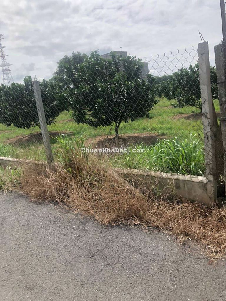 nhà cần bán vườn sầu riêng do tuổi già không giữ vườn được nữa