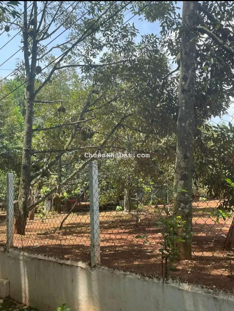 bán mảnh đất vườn sầu riêng, có sẵn nhà cấp 4 thô, gần trung tâm