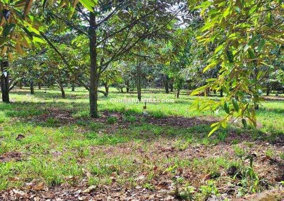 nhà cần bán mảnh vườn sầu riêng, gần đường lớn, gần chợ, thương lượng