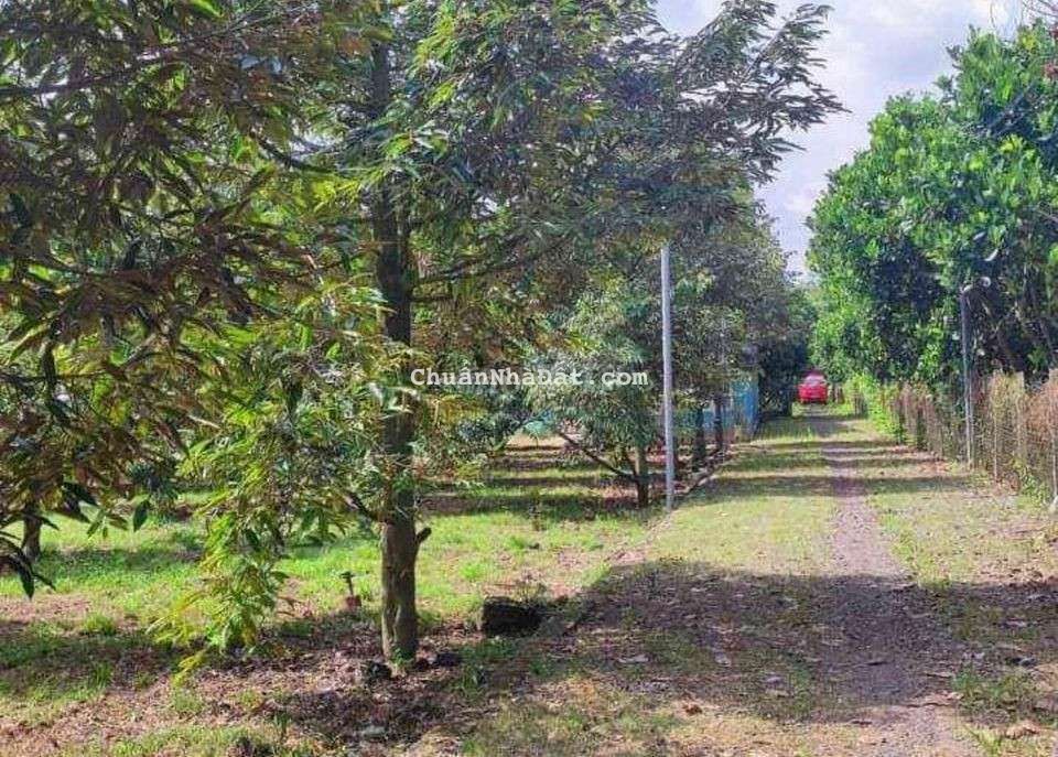 nhà cần bán mảnh vườn sầu riêng, gần đường lớn, gần chợ, thương lượng