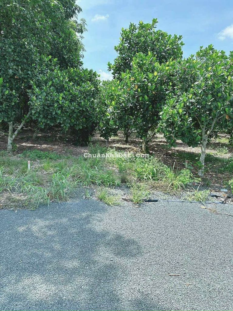 nhà cần bán mảnh vườn bưởi, đường nhựa ,mặt tiền 10m, tiện ích,...