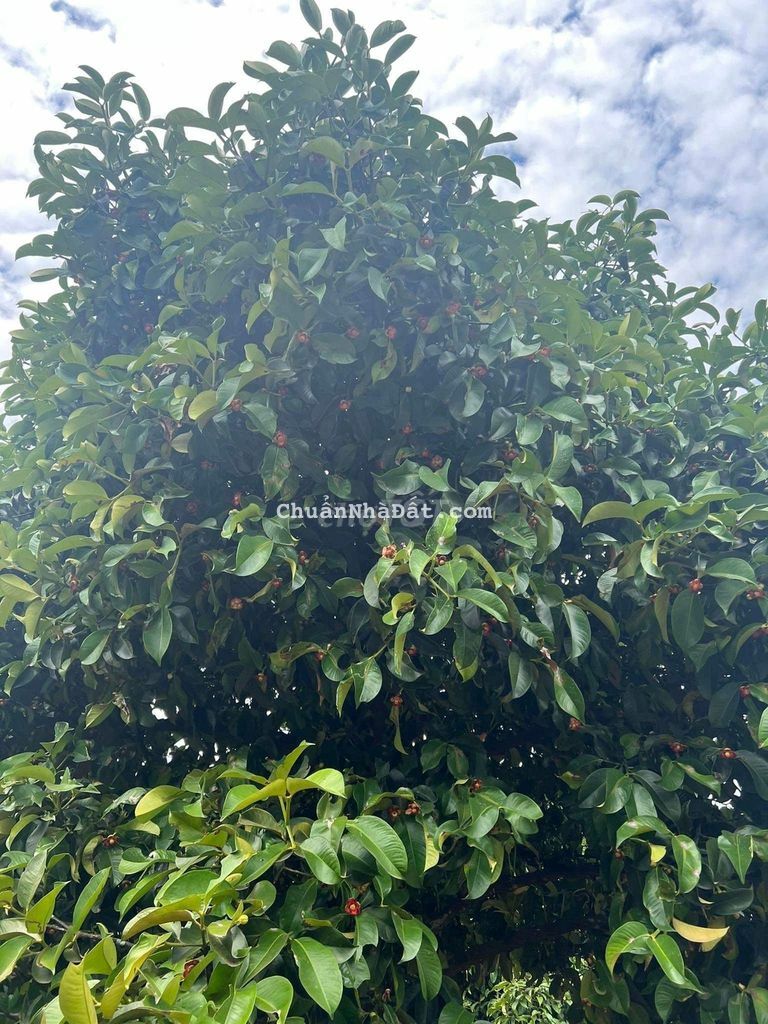 nhà cần bán mảng đất măng cụt, sổ sẵn, mặt tiền đường, gần trung tâm