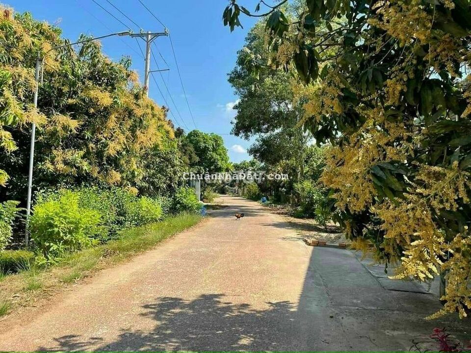 Kẹt tiền bán gấp đất vườn sầu riêng đang cho trái 1600m2 sổ sẵn