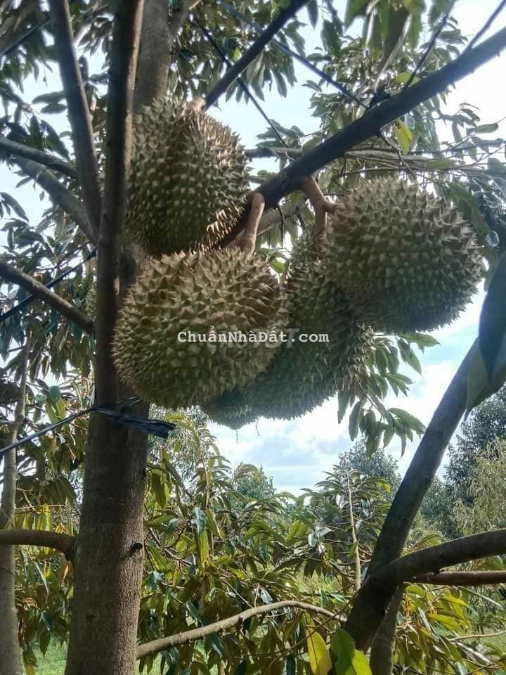 Bná vườn cây ăn trái dt hơn 2000m2 giá 320tr sổ hồng riêng
