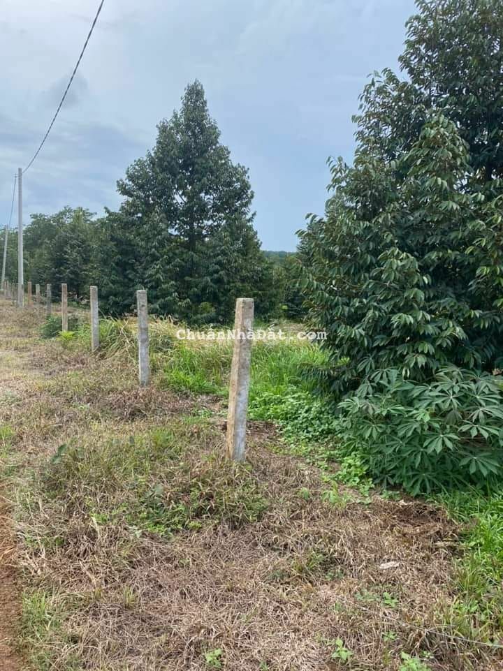 Bná vườn cây ăn trái dt hơn 2000m2 giá 320tr sổ hồng riêng