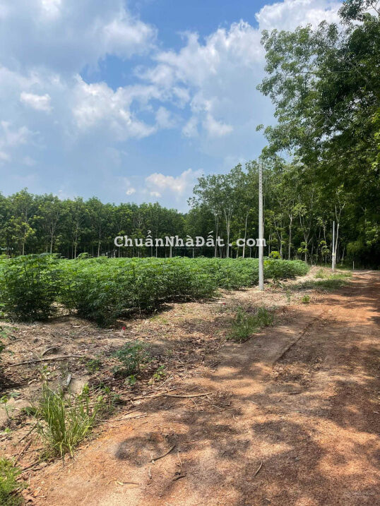 Cần tiền cắt lỗ gấp chỉ còn 550 triệu lô đất đường Số 36 phường Minh Thành, Chơn Thành, Bình Phước