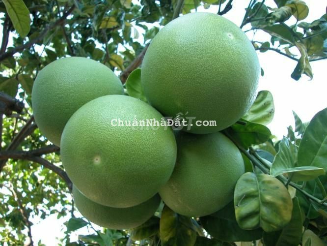 đất vườn thổ cư sẵn cây ăn trái diện tích 2100m2 sổ hồng riêng