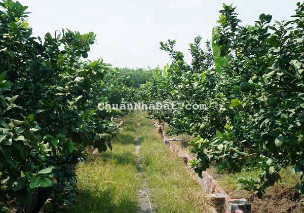 BÁN VƯỜN BƯỞI GIÁ RẺ