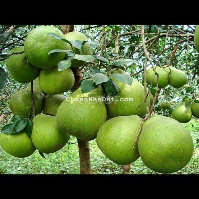 BÁN VƯỜN BƯỞI GIÁ RẺ