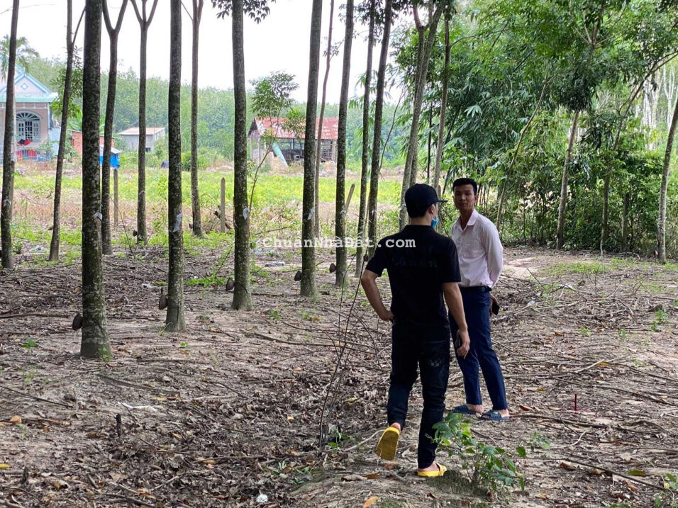 Tầm tiền 500! Không lô nào ngon bằng lô này! DT: 5x50m