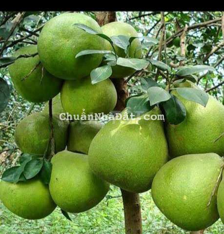 CHÍNH CHỦ BÁN VƯỜN BƯỞI GIÁ NGỘP