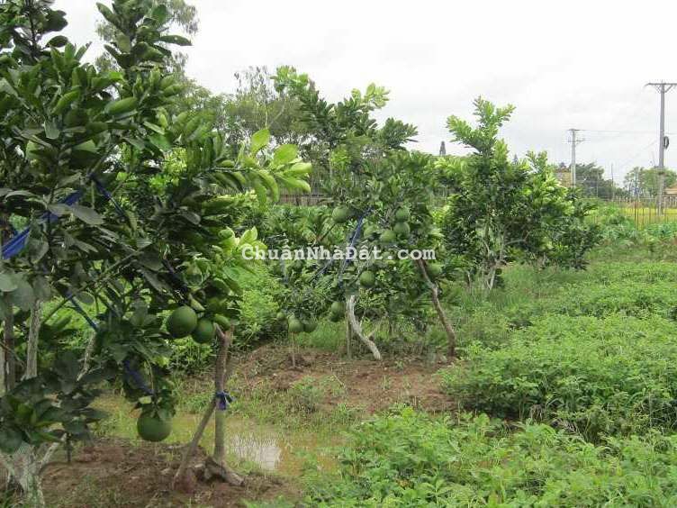 CHÍNH CHỦ BÁN VƯỜN BƯỞI GIÁ NGỘP