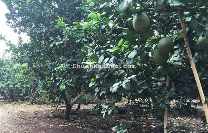 CHÍNH CHỦ BÁN VƯỜN BƯỞI GIÁ NGỘP