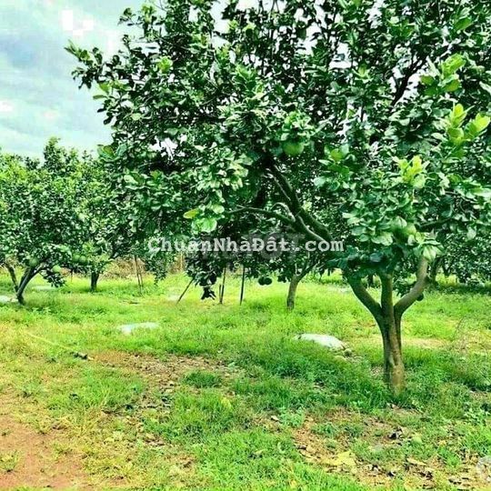 Cần bán vườn mít diện tích 3000m2 ngay Thị trấn Chơn Thành, Bình Phước