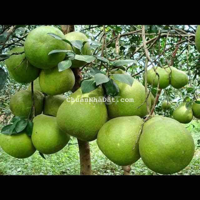 Tôi dọn về quê nên cần bán nhanh miếng đất 300m2