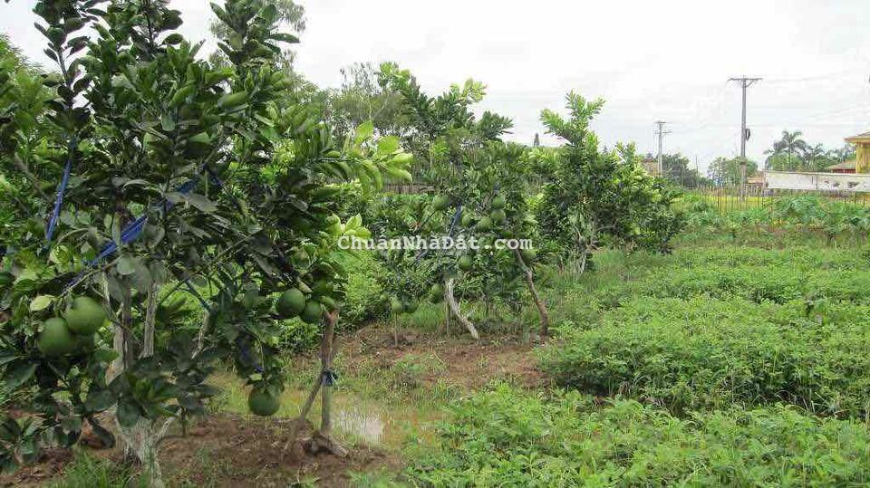 Tôi dọn về quê nên cần bán nhanh miếng đất 300m2