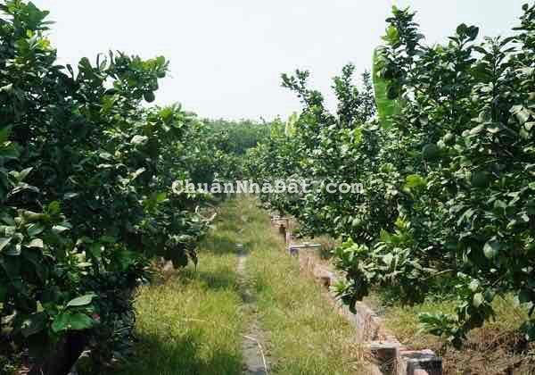 Tôi dọn về quê nên cần bán nhanh miếng đất 300m2