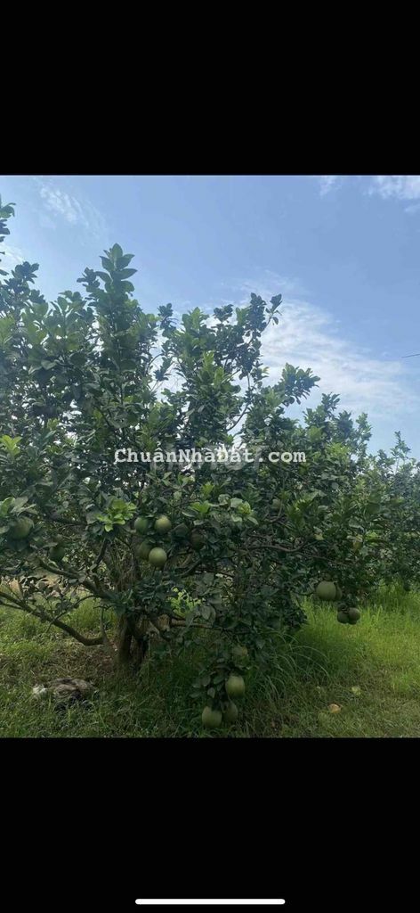 Kẹt tiền cần bán nhanh đất vườn để có đồng vốn kinh doanh Kẹt tiền cần bán nhanh đất vườn để có đồng vốn kinh doanh