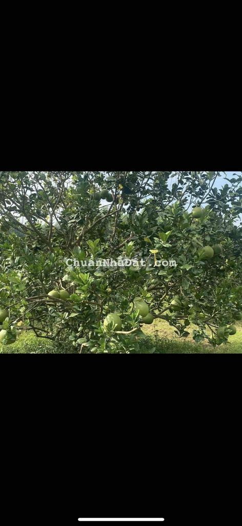 Kẹt tiền cần bán nhanh đất vườn để có đồng vốn kinh doanh Kẹt tiền cần bán nhanh đất vườn để có đồng vốn kinh doanh