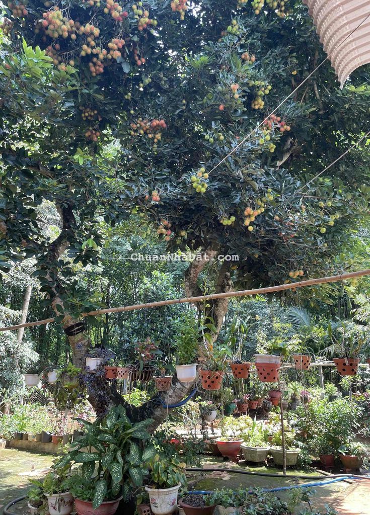 Bán Đất có Thổ Cư