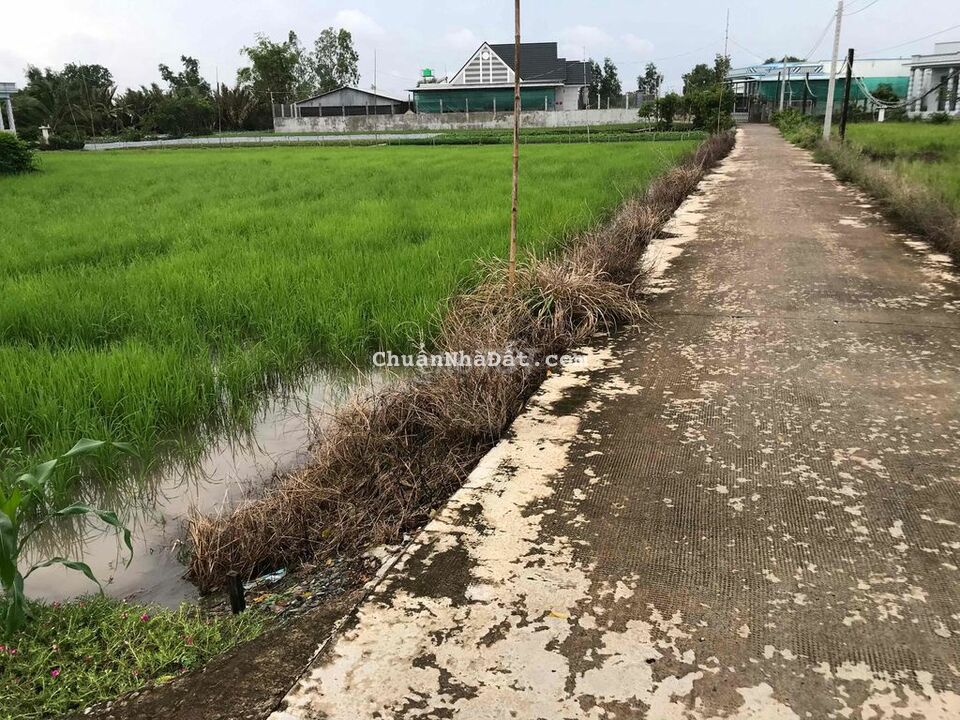 bán đất thổ và lúa mặt tiền đường mỹ lộc cần giuộc long an