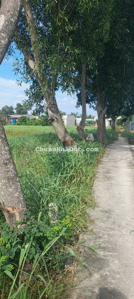 Đất thổ XÂY NHÀ TRỌ 10×30 giá 999 triệu Đất thổ XÂY NHÀ TRỌ 10×30 giá 999 triệu