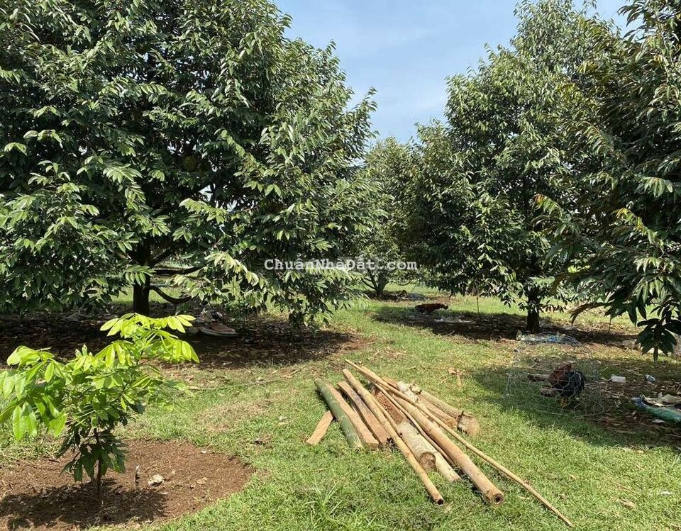 BÁN VƯỜN SẦU RIÊNG HƠN 1 HEC TẠI SÔNG NHẠN ĐỒNG NAI,GIÁ 8.5 TỈ